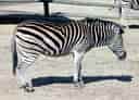 動物図鑑・チャップマンシマウマの写真 22